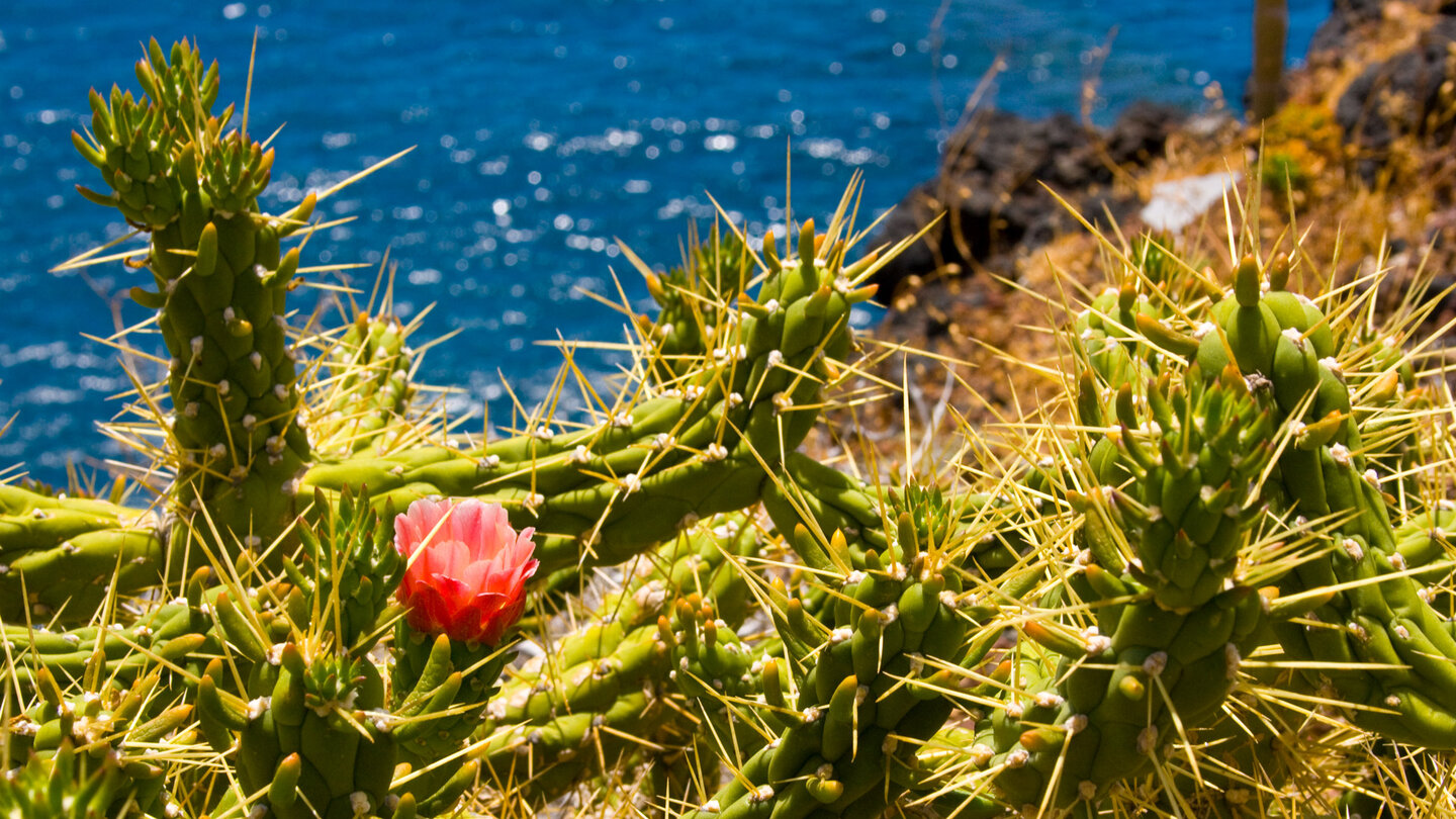 blühende Kakteen an den Steilküsten von El Hierro | © Sunhikes