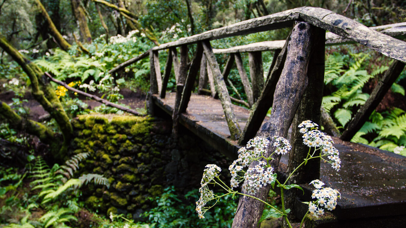 der Wanderweg durch den Nebelwald auf El Hierro führt über Holzbrücken | © Sunhikes