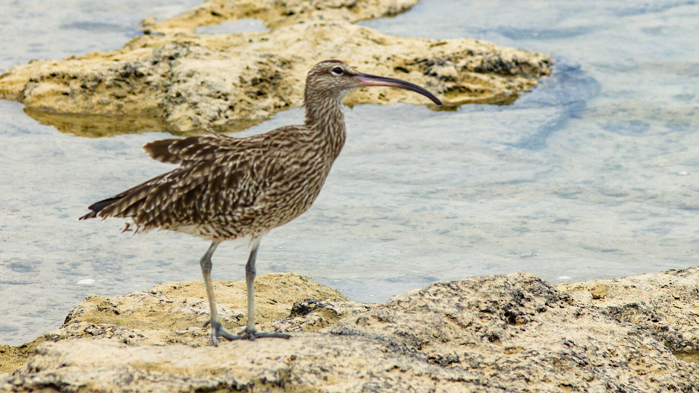 Regenbrachvogel auf Lanzarote | © Sunhikes