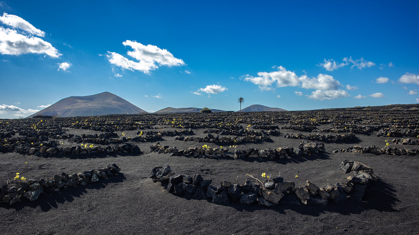 hinter den Weinbauflächen von La Geria erheben sich Vulkane | © Sunhikes