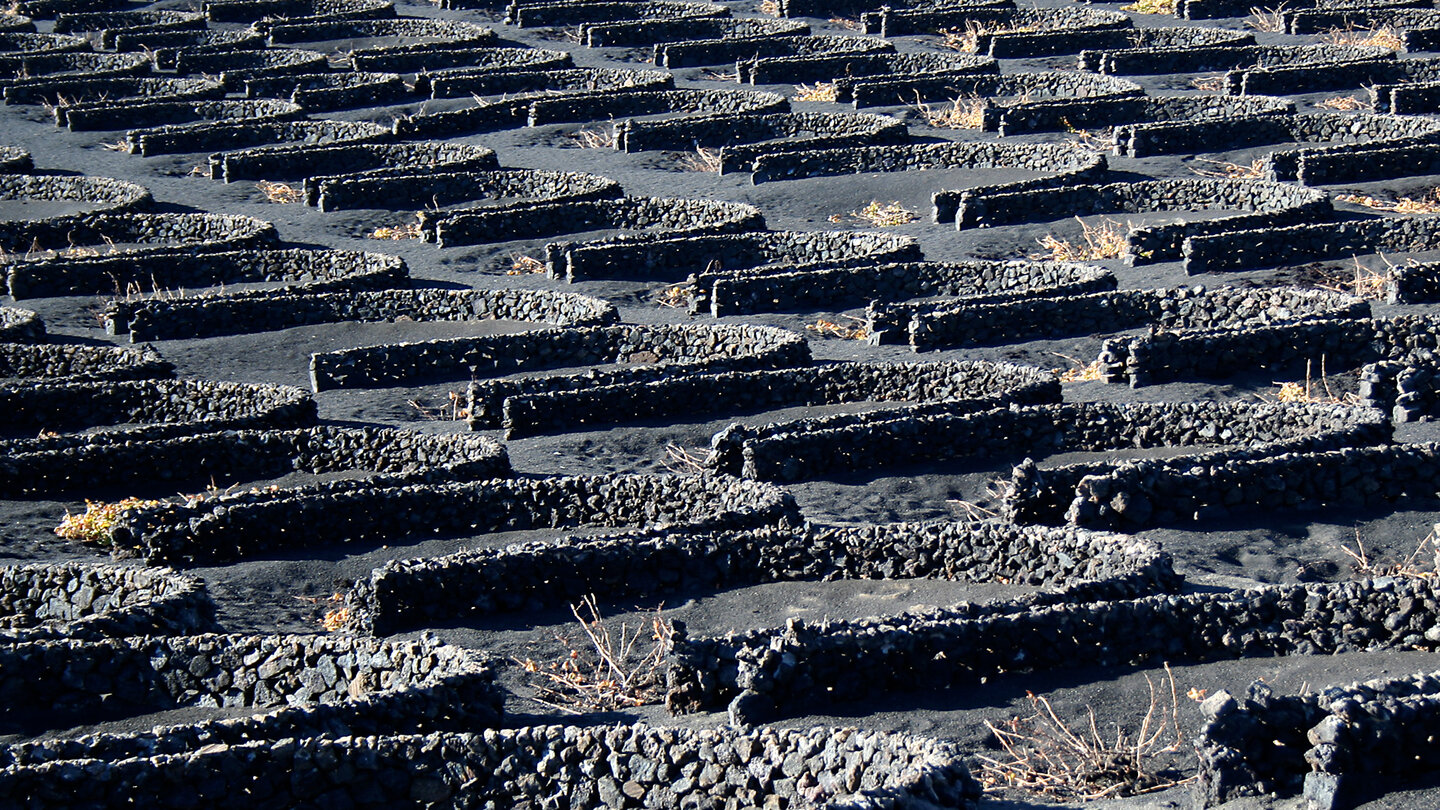 Weinbau in La Geria auf Lanzarote | © Sunhikes