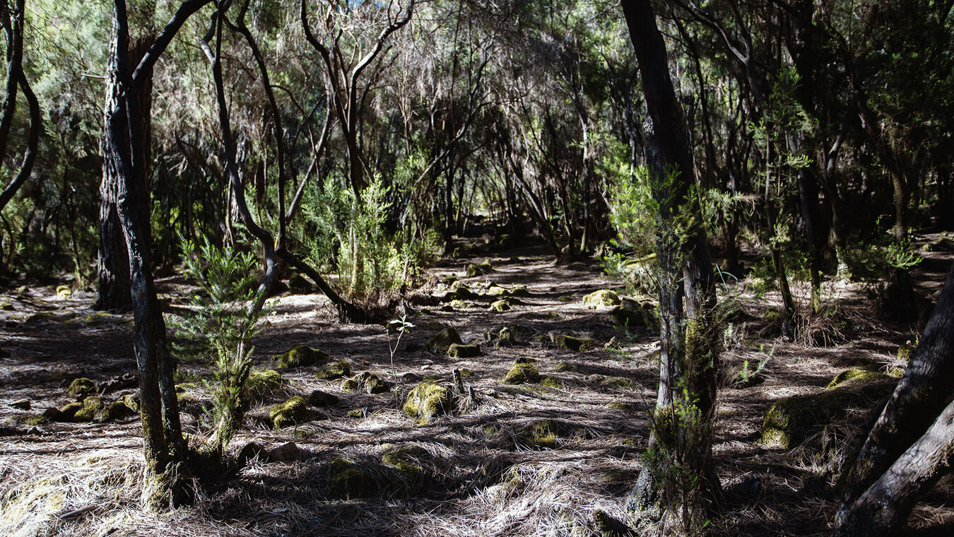 der Monteverde im Orotavatal | © Sunhikes