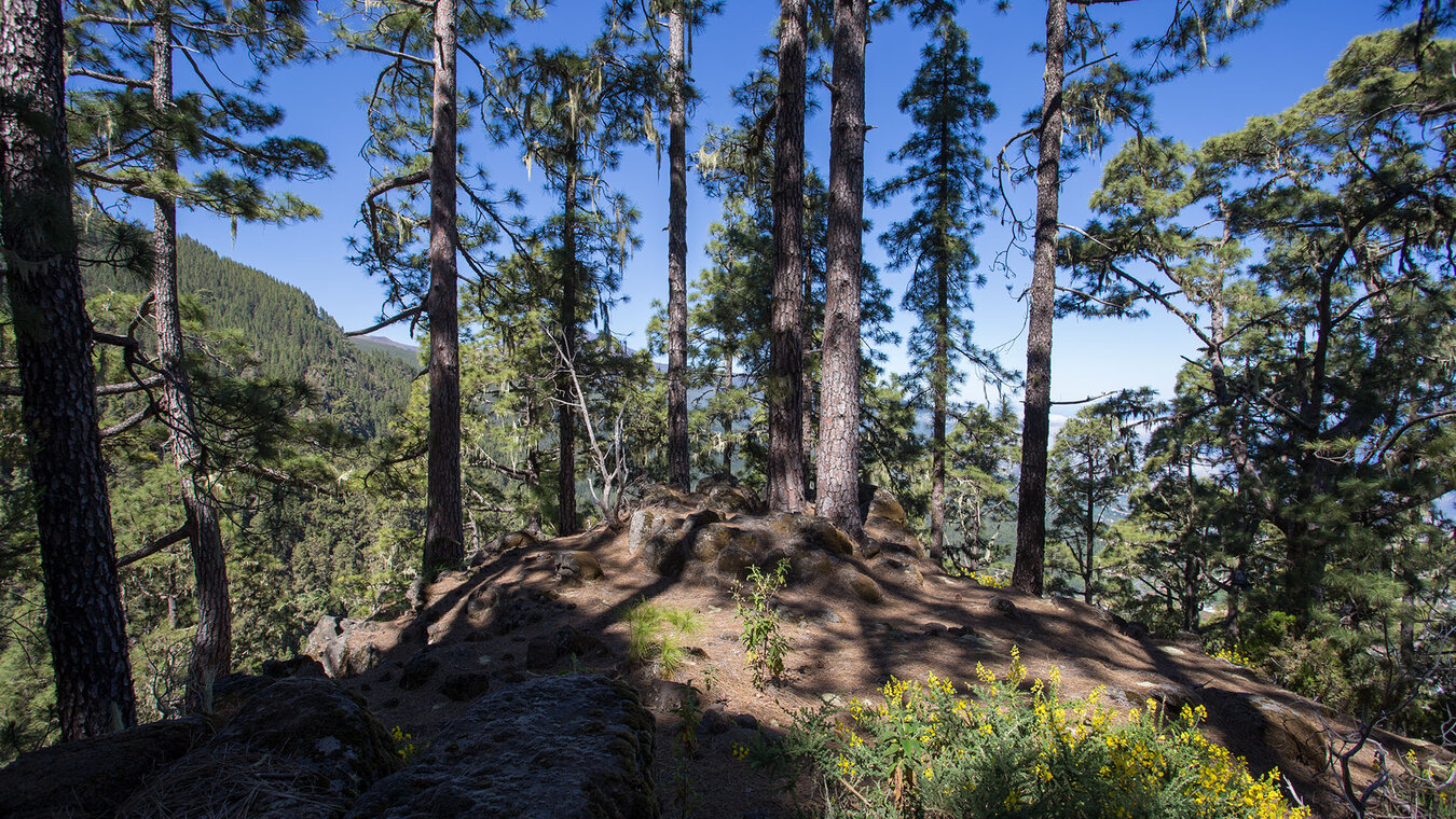 Kiefernwälder in den Höhenlagen des Valle de Orotava | © Sunhikes