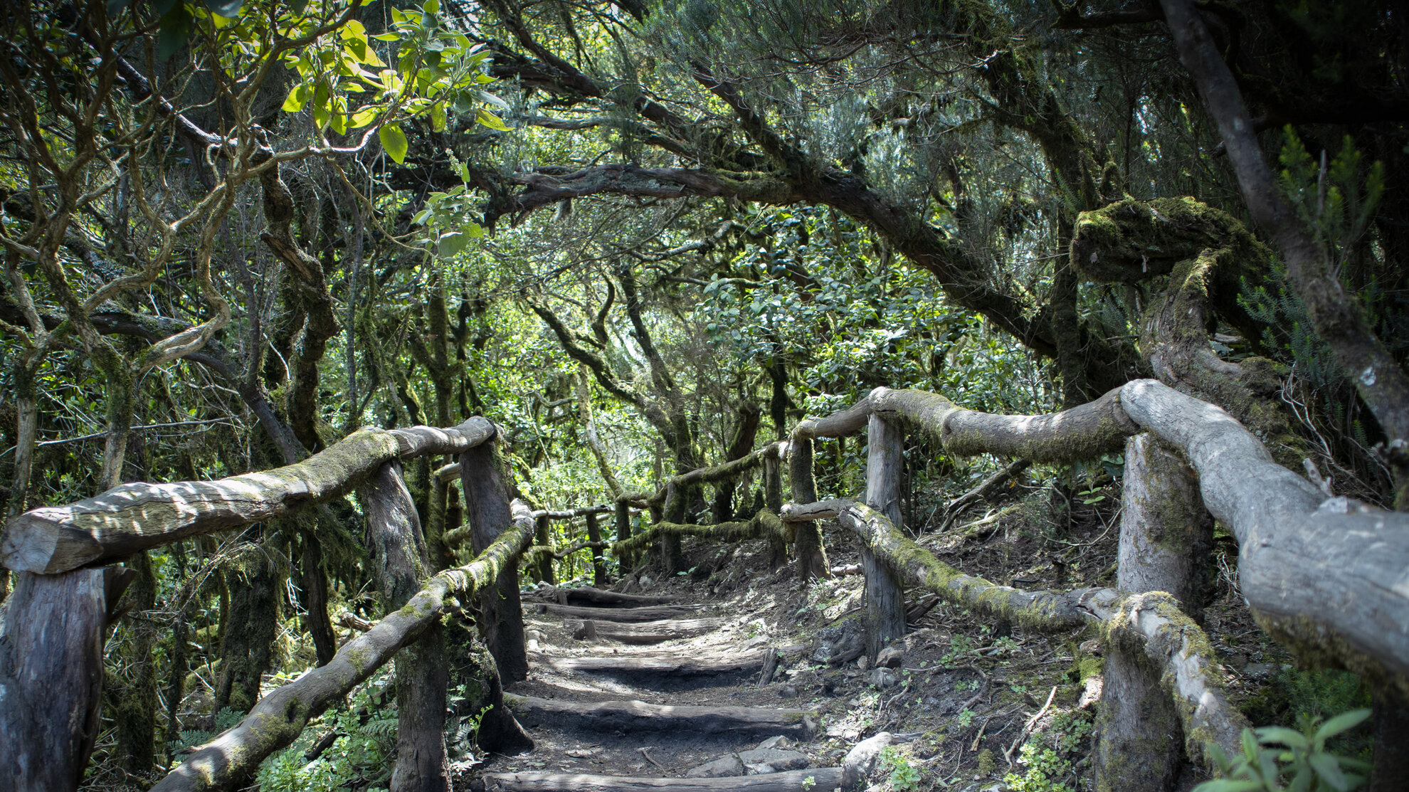 Wanderungen durch den Lorbeerwald des Parque Nacional de Garajonay  | © SUNHIKES