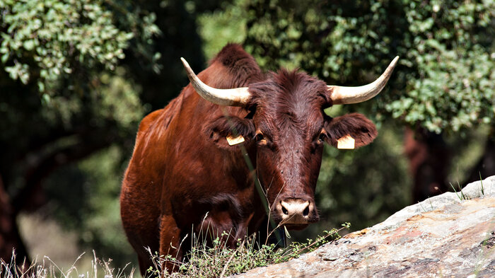 Andalusisches Rind | © Sunhikes