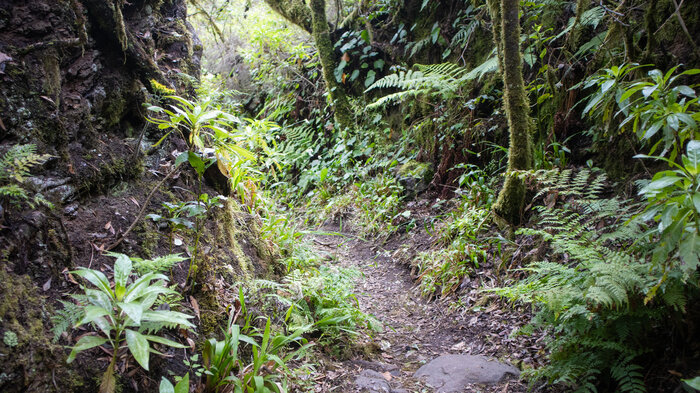 Wandern im Lorbeerwald des Nationalpark Garajonay auf La Gomera | © Sunhikes