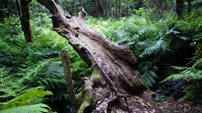 Wanderung im Barranco del Cedero Nationalpark Garajonay auf La Gomera | © Sunhikes