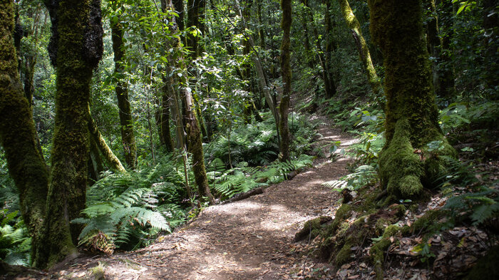 Wandern im Nationalpark Garajonay auf La Gomera | © Sunhikes