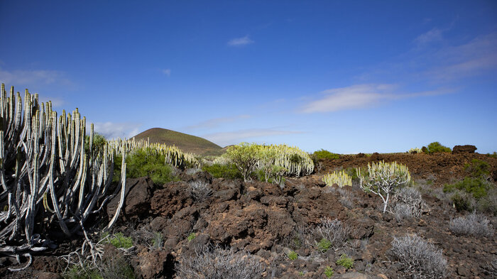 das Wandergebiet Malpais de Güímar auf Teneriffa | © Sunhikes